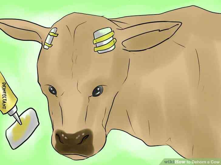 Image intitulée Écorner une Vache Étape 26